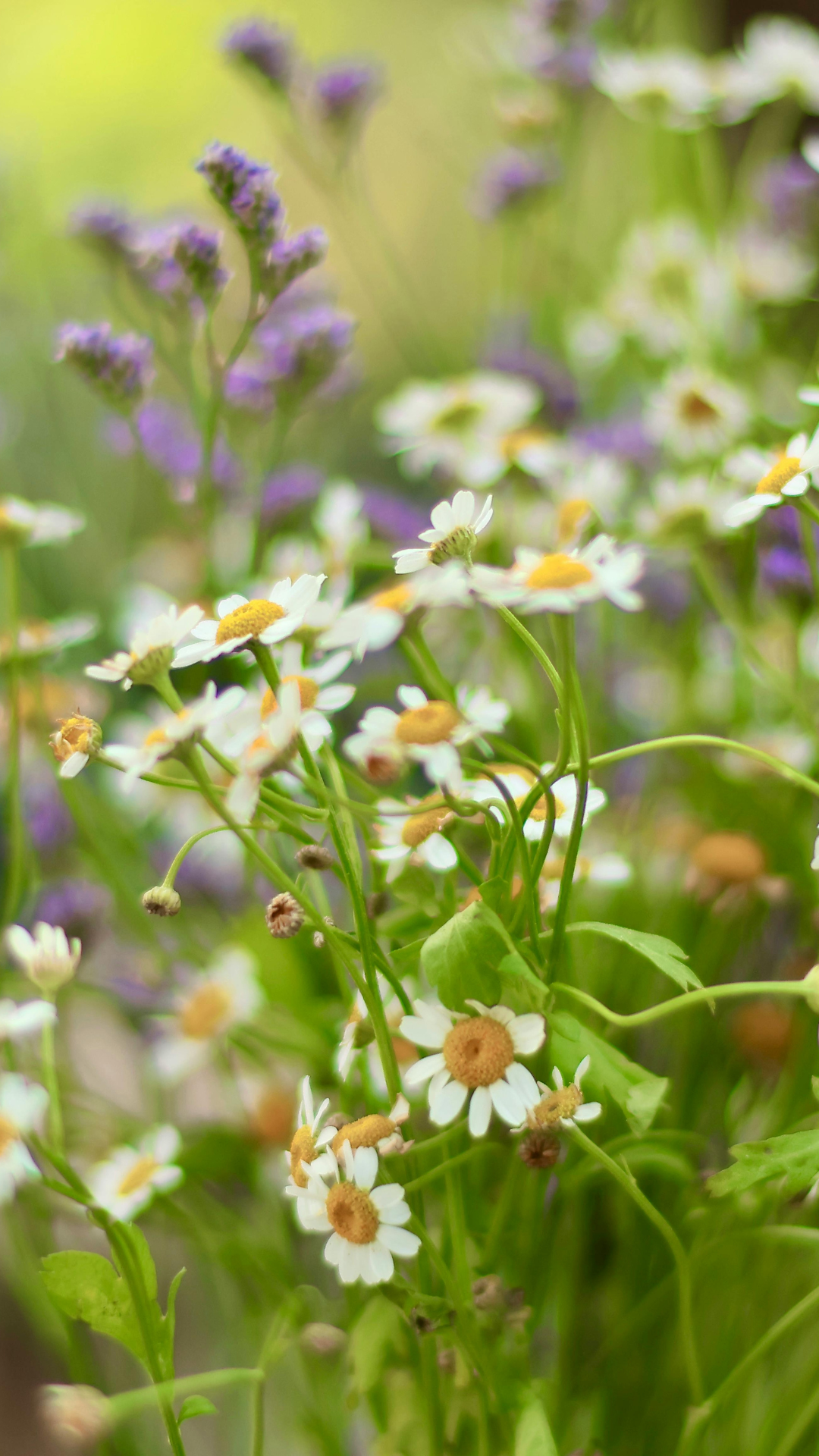 Events for Wildflower Week In Breckenridge